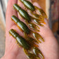 2.5" Ned Craw - 12 pack