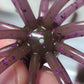 3.6" Urchin - 1 Pack